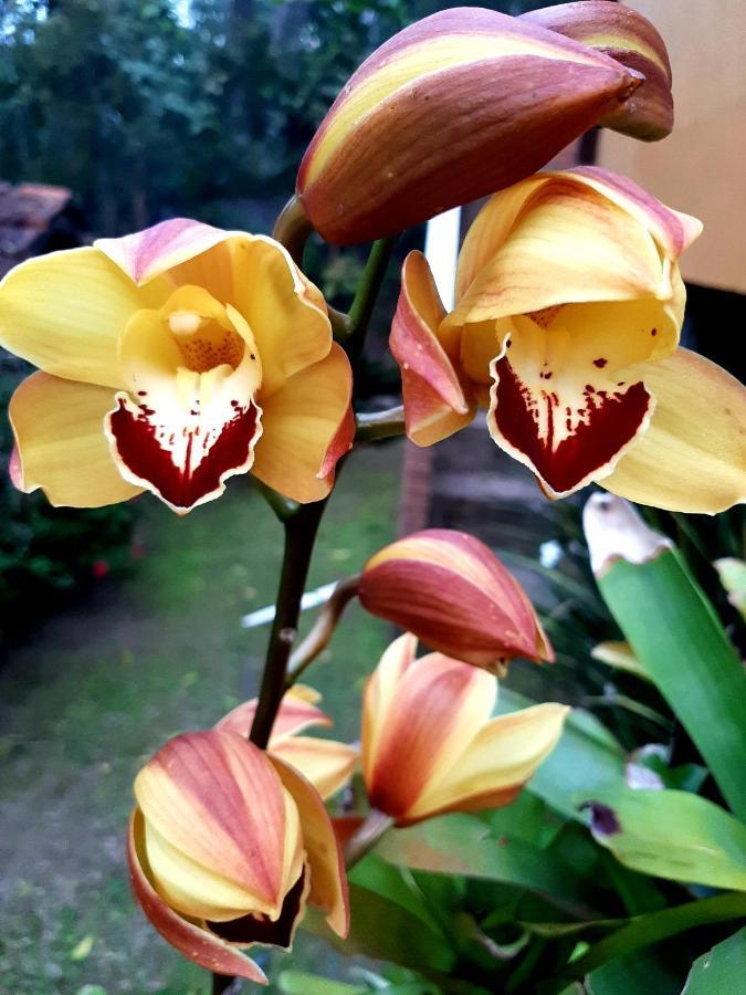 Petrópolis Casa Do Lenhadorヴィラ エクステリア 写真